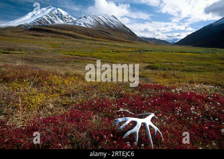 Corna di caribù sbiancate sulla tundra, Gates of the Arctic National Park and Preserve, Alaska, USA; Alaska, Stati Uniti d'America Foto Stock