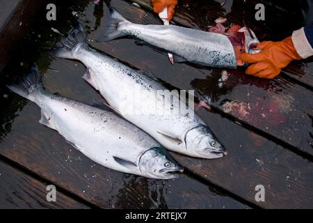 Pulizia del salmone d'argento fresco catturato (Oncorhynchus kisutch) su un molo, catturato a Glacier Bay, Gustavus, Alaska, Stati Uniti Foto Stock