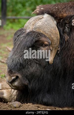 Ritratto ravvicinato di un bue muschiato (Ovibos moschatus) disteso; Anchorage, Alaska, Stati Uniti d'America Foto Stock