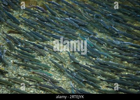 Salmone rosa (Oncorhynchus gorbuscha) che nuota nel fiume indiano di Sitka, Alaska, USA; Sitka, Alaska, Stati Uniti d'America Foto Stock