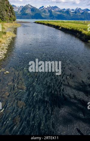 Nuotata al salmone nel Tonsina Creek nella penisola di Kenai, Alaska, Stati Uniti; Alaska, Stati Uniti d'America Foto Stock