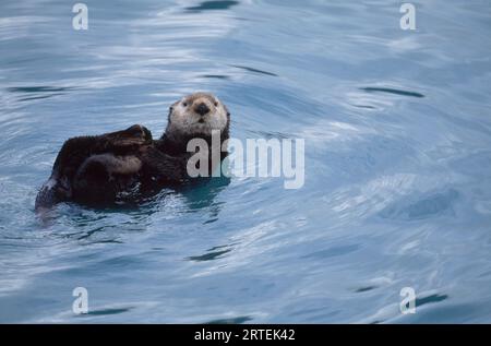 Lontra che nuota sulla schiena in acqua; Alaska, Stati Uniti d'America Foto Stock