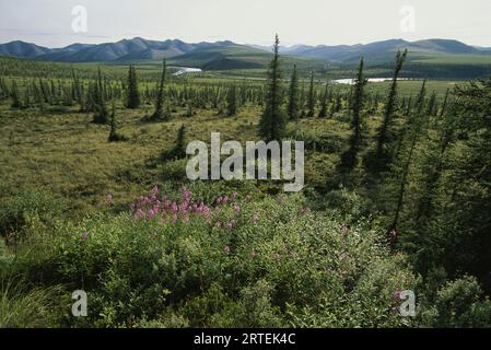 Paesaggio della zona del fiume Firth nel territorio dello Yukon, Canada; Yukon, Canada Foto Stock
