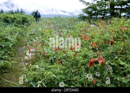 Fioritura di columbine occidentali rosse (Aquilegia formosa) accanto al sentiero nel Chilkat State Park, Alaska, Stati Uniti d'America Foto Stock