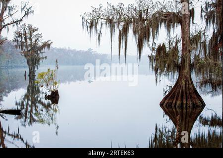 Misty bayou con riflessi sulle acque tranquille e sugli alberi sommersi in primo piano: Louisiana, Stati Uniti d'America Foto Stock
