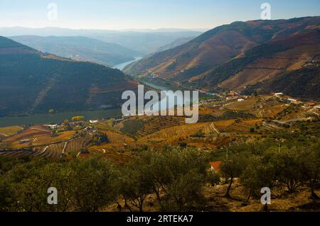 Vigneti sulle colline lungo la valle del fiume Douro in Portogallo; valle del fiume Douro, Portogallo Foto Stock