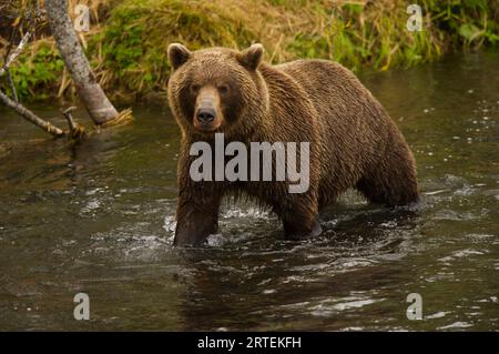 Orso bruno Kamchatka (Ursus arctos beringianus) in un ruscello; Kronotsky Zapovednik, Kamchatka, Russia Foto Stock