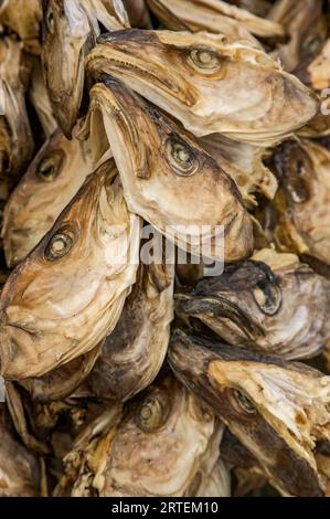 Essiccare il merluzzo bianco nel villaggio di pescatori di Lovund; Lovund Island, Norvegia Foto Stock