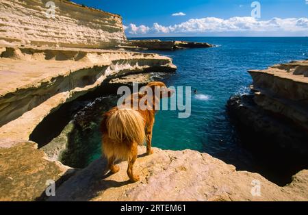 Cane d'acqua su una scogliera sopra la piscina di Peter che si affaccia sul Mar Mediterraneo; Delimara Point, Malta Foto Stock
