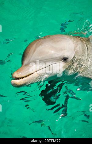 Ritratto di un delfino tursiope (Tursiops truncatus) nel Mar dei Caraibi; Roatan, Honduras Foto Stock