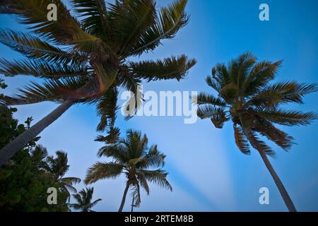 Vista dal basso delle palme che soffiano nel vento; Turneffe Island, Belize Foto Stock
