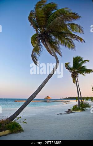 Splendida vista delle palme sulla spiaggia al tramonto; Turneffe Island, Belize Foto Stock