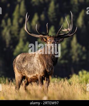 Toro imperiale Rocky Mountain Elk - cervus canadensis - con fango essiccato sui capelli durante la caduta degli alci autunnali, Rocky Mountain National Park, Colorado Foto Stock