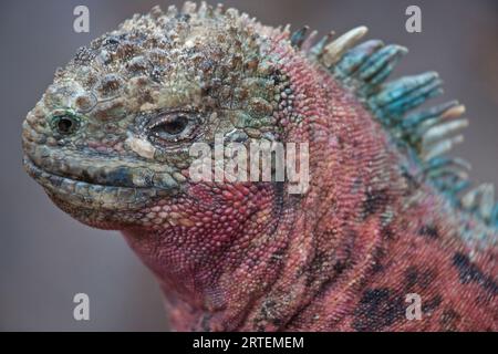 Ritratto ravvicinato di un'iguana maschile adulto sull'isola di Espanola; sull'isola di Espanola, sulle isole Galapagos, Ecuador Foto Stock