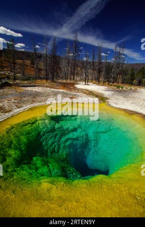 Sorgenti termali colorate e alberi morti nell'Upper Geyser Basin nel parco nazionale di Yellowstone, Stati Uniti; Wyoming, Stati Uniti d'America Foto Stock
