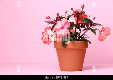 Impatiens in vaso di fiori di terracotta su sfondo rosa. Spazio per il testo Foto Stock