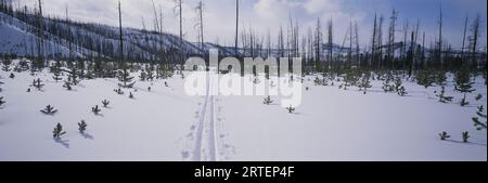 Le piste per lo sci di fondo attraversano la neve sulla pista per le Fairy Falls nel parco nazionale di Yellowstone, Wyoming, Stati Uniti d'America Foto Stock