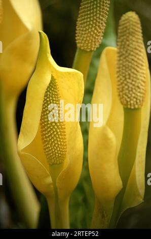 Skunk Cabbage (Lysichiton americanus) in fiore; Alaska, Stati Uniti d'America Foto Stock