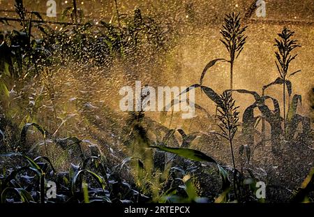 Un sistema di irrigazione annaffia un campo di girasoli; Nebraska. Foto Stock