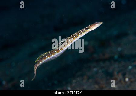 Maschio Elegant Sand-Diver, Trichonotus elegans, sito di immersione Melasti, Amed, Karangasem, Bali, Indonesia Foto Stock