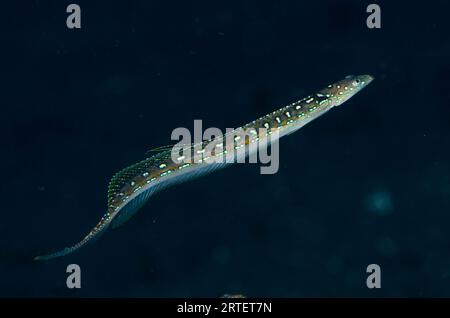 Maschio Elegant Sand-Diver, Trichonotus elegans, sito di immersione Melasti, Amed, Karangasem, Bali, Indonesia Foto Stock