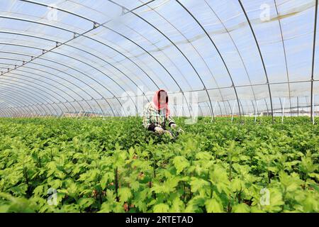 CONTEA DI LUANNAN, provincia di Hebei, Cina - 6 maggio 2019: Lavoratrici nella gestione delle piantine di crisantemo nel letto dei fiori. Foto Stock
