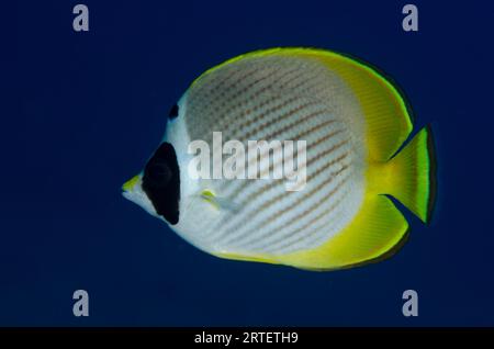 Panda Butterflyfish, Chaetodon adiergastos, Pyramids dive site, Amed, Karangasem, Bali, Indonesia Foto Stock