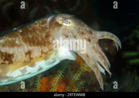 Broadclub Cuttlefish, Sepia latimanus, che innalza tentacoli in posizione difensiva, sito di immersione Coral Wall, vicino alla Laguna Blu, Padangbai, vicino a Candidasa, Bal Foto Stock