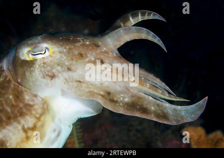 Broadclub Cuttlefish, Sepia latimanus, che innalza tentacoli in posizione difensiva, sito di immersione Coral Wall, vicino alla Laguna Blu, Padangbai, vicino a Candidasa, Bal Foto Stock