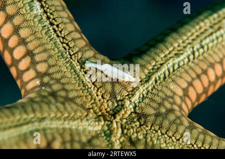 Gamberi arrotondati Sea Star, Zenopontonia noverca, su Brown Mesh Sea Star, Nardoa galatheae, sito di immersione Coral Wall, vicino alla Laguna Blu, Padangbai, vicino a Candi Foto Stock