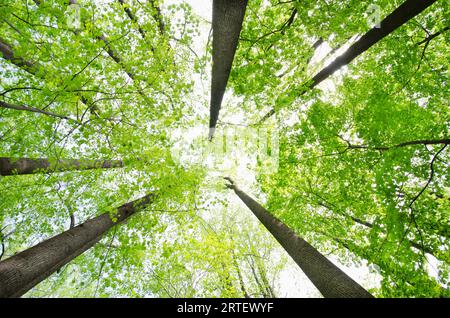 Vista dall'angolo basso degli alberi di pioppo giallo e acero da zucchero in primavera Foto Stock