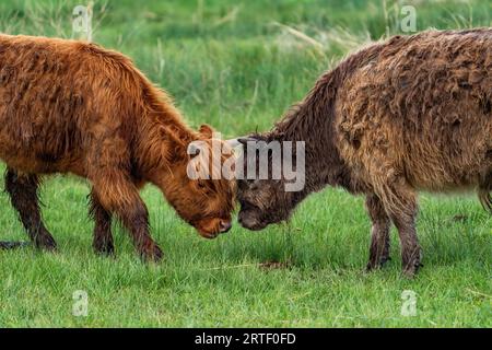 Vista laterale dei vitelli delle Highland che giocano al pascolo Foto Stock