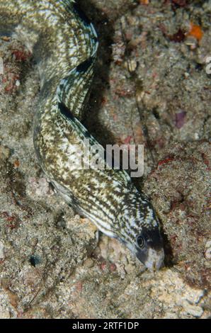 Barred Moray, Echidna Polyzona, immersioni notturne, sito di immersione nella parete dei coralli, vicino alla Laguna Blu, Padangbai, vicino a Candidasa, Bali, Indonesia Foto Stock