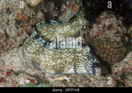 Barred Moray, Echidna Polyzona, immersioni notturne, sito di immersione nella parete dei coralli, vicino alla Laguna Blu, Padangbai, vicino a Candidasa, Bali, Indonesia Foto Stock