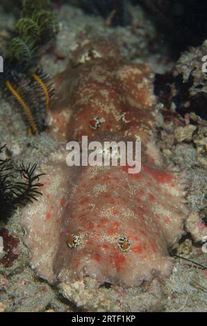 Coppia di bellissimi Platydoris Nudibranches, Platydoris formosa, immersioni notturne, sito di immersione nella parete dei coralli, vicino alla Laguna Blu, Padangbai, vicino a Candidasa, Bali, in Foto Stock