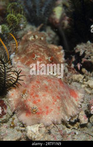 Coppia di bellissimi Platydoris Nudibranches, Platydoris formosa, immersioni notturne, sito di immersione nella parete dei coralli, vicino alla Laguna Blu, Padangbai, vicino a Candidasa, Bali, in Foto Stock