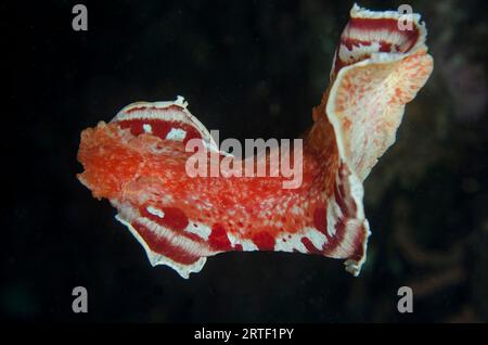 Ballerino spagnolo, Hexabranchus sanguineus, nuoto libero, immersioni notturne, sito di immersione nella barriera corallina, vicino alla Laguna Blu, Padangbai, vicino a Candidasa, Bali, Indonesia Foto Stock