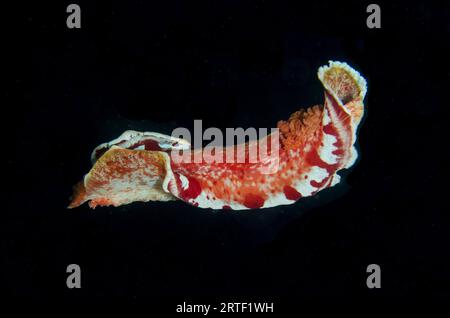 Ballerino spagnolo, Hexabranchus sanguineus, nuoto libero, immersioni notturne, sito di immersione nella barriera corallina, vicino alla Laguna Blu, Padangbai, vicino a Candidasa, Bali, Indonesia Foto Stock