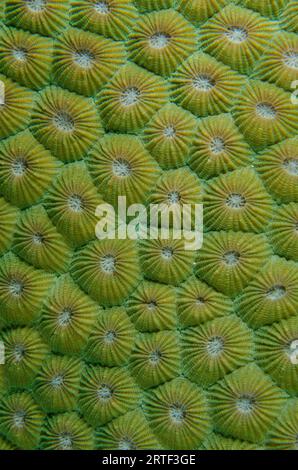 Coralliti di Corallo di favo, Diploastrea heliopora, classificati come vicino minacciato; sito di immersione del Tempio sottomarino, Pemuteran, Reggenza di Buleleng, Bali, i Foto Stock