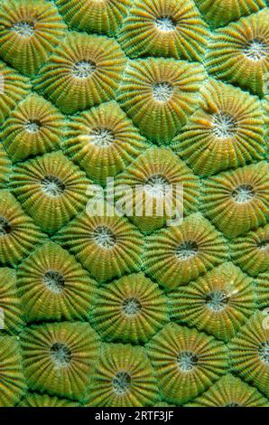 Coralliti di Corallo di favo, Diploastrea heliopora, classificati come vicino minacciato; sito di immersione del Tempio sottomarino, Pemuteran, Reggenza di Buleleng, Bali, i Foto Stock
