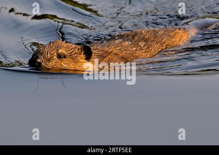 Un castoro selvaggio "Castor canadensis", che nuota nella calda luce della sera in un piccolo lago nella rurale Alberta Canada. Foto Stock