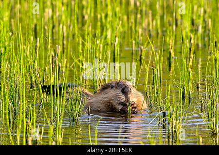 Un castoro "Castor canadensis" che mangia sull'erba palustre nell'acqua del suo laghetto di castori di casa Foto Stock