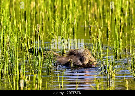 Un castoro "Castor canadensis" che mangia sull'erba palustre nell'acqua del suo laghetto di castori di casa Foto Stock