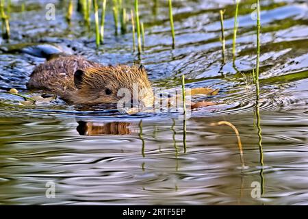 Un piccolo castoro canadese selvaggio "Castor canadensis", che nuota attraverso l'alta erba palustre in un lale rurale dell'Alberta. Foto Stock