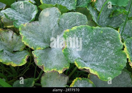 Muffa polverosa (Erysiphe cichoracearum) - su foglie di zucca in autunno. Foto Stock