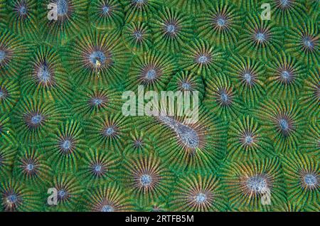Coralliti di Corallo di favo, Diploastrea heliopora, classificati come vicino minacciato; sito di immersione delle mangrovie, isola di Menjangan, Reggenza di Buleleng, Bali, in Foto Stock