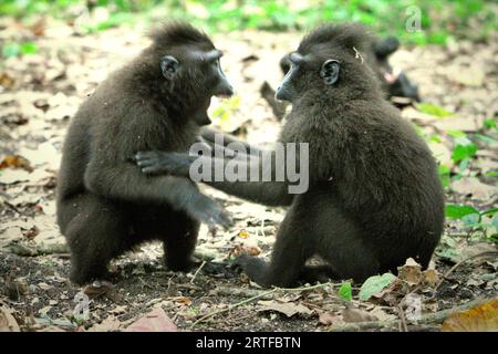 Il comportamento aggressivo tra due giovani macachi crestati Sulawesi (Macaca nigra) viene fotografato nella foresta di Tangkoko, Sulawesi settentrionale, Indonesia. I primatologi del Macaca Nigra Project hanno scoperto che combattere o inseguirsi a vicenda sono parte delle attività sociali del macaco crestato. I contatti manuali aggressivi si sono verificati frequentemente e sono molto normali, e sono spesso seguiti da ritorsioni e riconciliazioni - un fatto che ha contribuito a costruire la reputazione di macaco crestato come specie altamente tollerante per la società. Tuttavia, i veri conflitti si verificano spesso tra i gruppi. Foto Stock