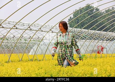 Contea di Luannan - 16 maggio 2019: Le lavoratrici sono occupate nella base dell'asilo, nella contea di Luannan, nella provincia di Hebei, in Cina Foto Stock