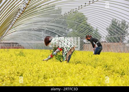 Contea di Luannan - 16 maggio 2019: Le lavoratrici sono occupate nella base dell'asilo, nella contea di Luannan, nella provincia di Hebei, in Cina Foto Stock