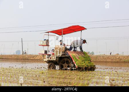 Contea di Luannan - 16 maggio 2019: Piantagione meccanizzata di piantine di riso da parte degli agricoltori, Contea di Luannan, provincia di Hebei, Cina Foto Stock